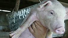 Воронежских свиней вывели из суда