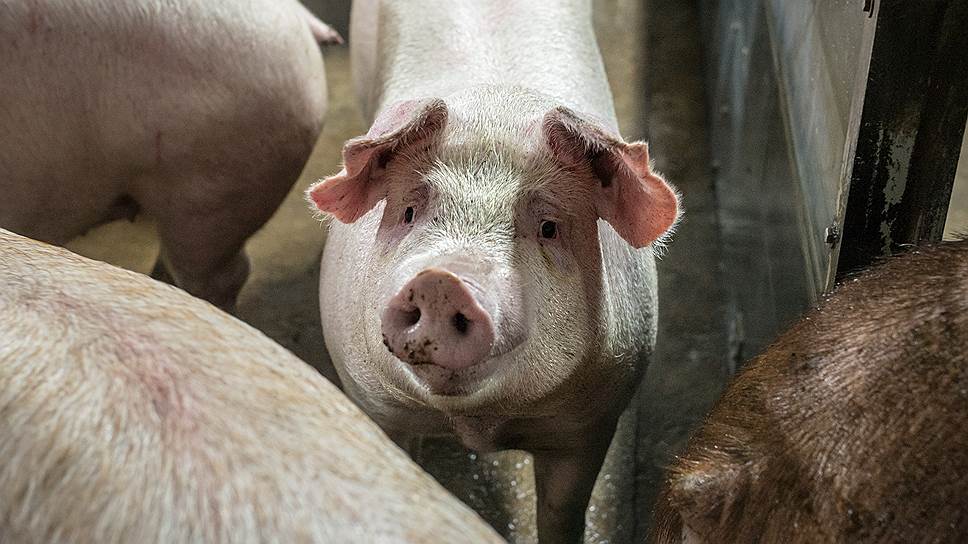 Как воронежские свинокомплексы хотят оградить от свиней в личных хозяйствах