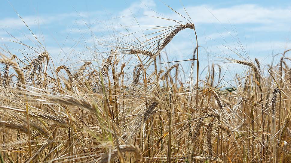 Где еще в Тамбовской области собираются глубоко перерабатывать зерно
