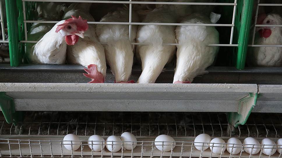 Производство на Бобровской птицефабрике может возобновиться через полтора года, считают эксперты