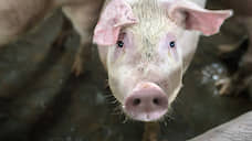Курские свиньи ответят за водку
