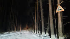 Дорогу через лес оставили открытой