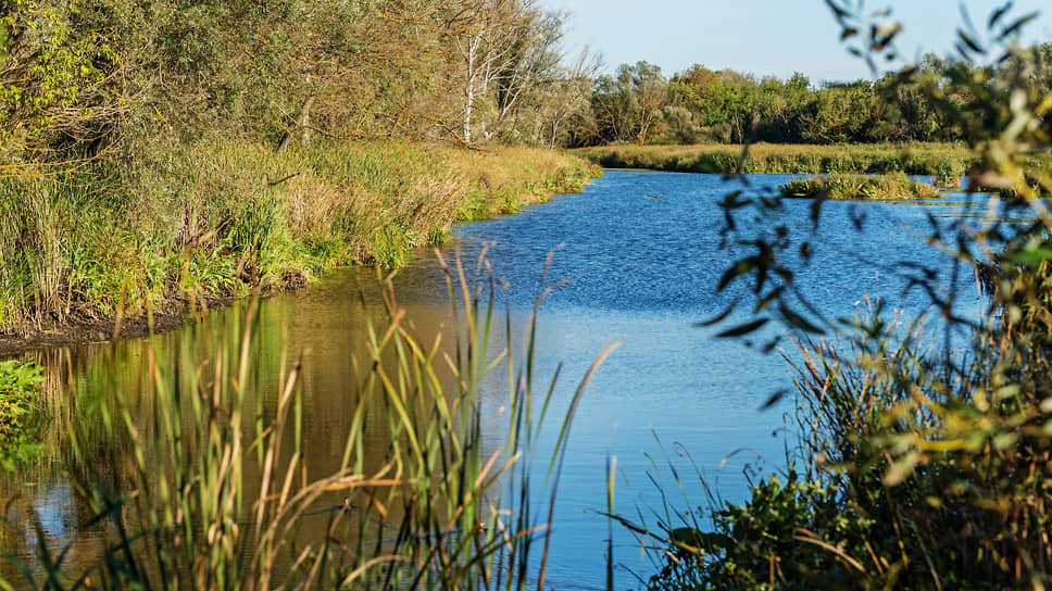 Белгородские власти потеряли интерес к отстаиванию условий обитания «беспозвоночных» в местных прудах