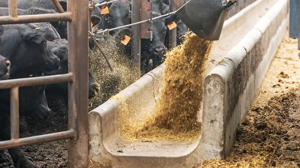 При росте спроса на корма в Черноземье под Липецком не могут достроить завод для переработки животного сырья