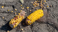 Инвесторы притормозили кукурузу