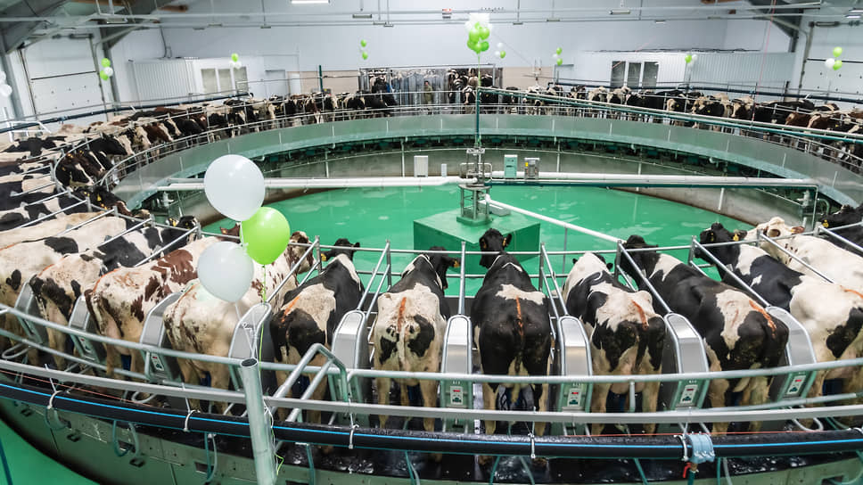 Воронежские комплексы «Эконивы» готовы поставлять биржевым покупателям по 24 тонны сырого молока в день
