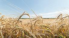 Курские власти планируют собрать в 2018 году не менее 5,5 млн тонн зерна