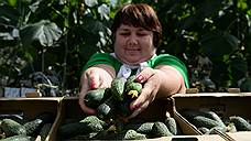 С начала года Липецкая область вышла на второе место в стране по объемам производства тепличных овощей