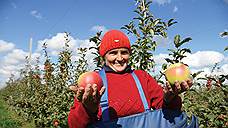 ФНС пытается обанкротить бывшего владельца спорных воронежских яблоневых садов