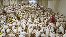 Минсельхозпрод Беларуси приостановит ввоз птицы из Орловской области из-за птичьего гриппа