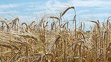 По итогам уборочной кампании аграрии Тамбовской области рассчитывают собрать 3,7 млн тонн зерна