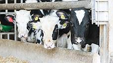 «Мираторг» на 70% увеличил поголовье на ферме по откорму молодняка молочного КРС в Курской области
