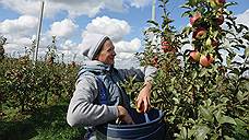 «Агро-Белогорье» подтвердило расширение яблоневого сада до 167,5 га