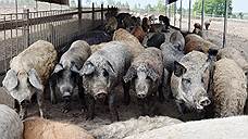Липецкое «Черкизово-Свиноводство» оштрафовано на 150 тыс. рублей за сброс навозосодержащих стоков