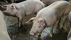 Датская Goodvalley может расширить тамбовский свиноводческий проект за 3 млрд рублей
