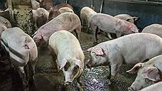 Россельхознадзор оштрафовал «Ливенское мясо» за нарушение правил содержания свиней