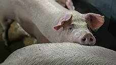 «Промагро» за год нарастило производство свинины почти на 20%