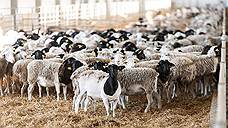 «Мираторг» удвоил поголовье овец на курской ферме