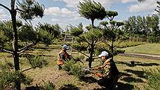Более 1,5 тысяч га нового леса высажено в Воронеже