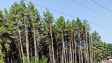 Повреждение деревьев в воронежском Северном лесу изучит полиция