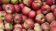 На Орловщине планируют возродить глазуновские яблоневые сады