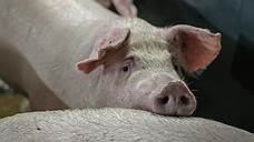 «Промагро» Константина Клюки получил 6,2 тыс. свиней в рамках программы обновления генетики