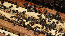 От массовой гибели пчел из-за химикатов пострадали более 300 курских пчеловодов