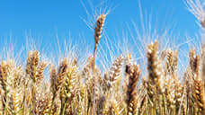 В трех регионах Черноземья началась уборка зерновых и зернобобовых