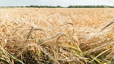 В Курской области планируют собрать 4,8 млн тонн зерна