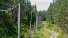 На восстановление лесов в Воронежской области в 2019 году могут потратить 89 млн рублей