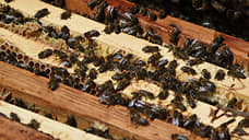 В Тамбовской области случаи гибели пчел выявлены в двух районах