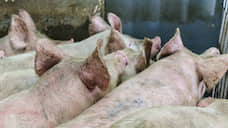 «Агро-Белогорье» увеличила производство свинины на 11%