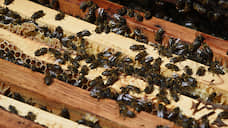В Орловской области возбуждено уголовное дело по факту массовой гибели пчел