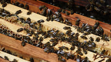 В Орловской области возбуждено второе уголовное дело после массовой гибели пчел