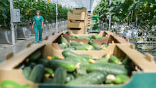 Липецкая область увеличила сбор овощей закрытого грунта до 60 тыс. т