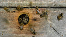 Липецкие власти назвали размер компенсаций пчеловодам