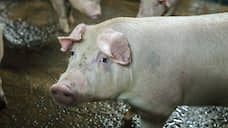 В Курской области остановлено строительство спорных свинокомплексов