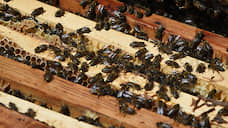 Курские пчеловоды в апелляции добились возмещения ущерба от «Щигрыагросервиса»