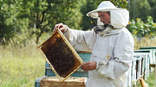 В Курской области разработают план развития пчеловодства