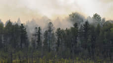 В Воронежской области в 2019 году вдвое снизилось число лесных пожаров