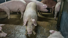 Работа курского свинокомплекса приостановлена на месяц из-за угрозы заболеваний
