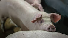«Агро-Белогорье» ищет способы снижения себестоимости свинины