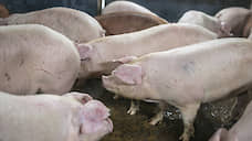 «Агроэко» запустила свиноводческую ферму в Тульской области