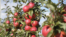 «Зоринский сад» вложил 45 млн рублей в линию по сортировке яблок под Курском