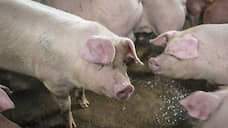 Тамбовские власти рассчитывают на рекордное поголовье свиней в 2019 году