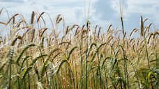 Турецкие инвесторы поучаствуют в создании переработки пшеницы в Курской области