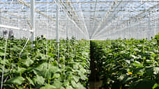 Годовой сбор тепличных овощей в Липецкой области превысил 100 тыс. тонн