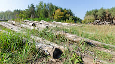 В Воронежской области хотят в полтора раза нарастить ежегодное восстановление лесов