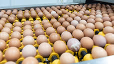 В Белгородской области запустили производство яичного меланжа