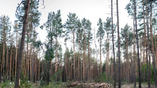 В Тамбовской области посадили 453 га леса
